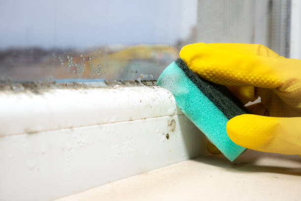 Best Local Mold Removal Service  in Harkers Island, NC