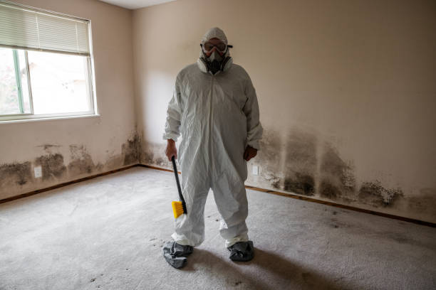 Best Mold Removal and Inspection  in Harkers Island, NC