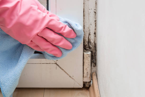 Best Emergency Mold Removal  in Harkers Island, NC